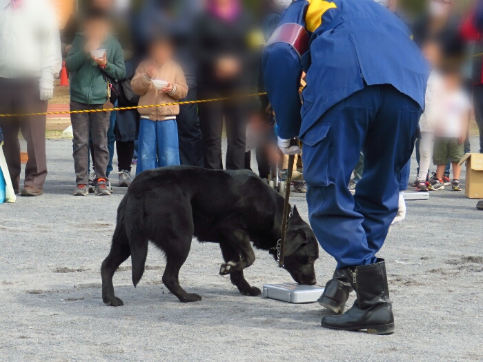 f:id:jerich:20190311082226j:plain