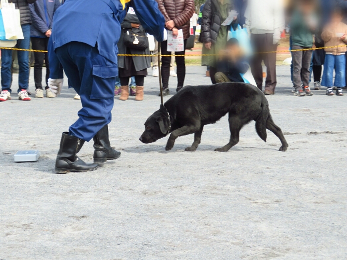 f:id:jerich:20190311082229j:plain