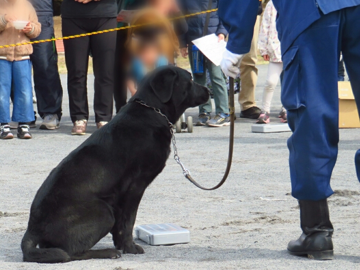 f:id:jerich:20190311084131j:plain