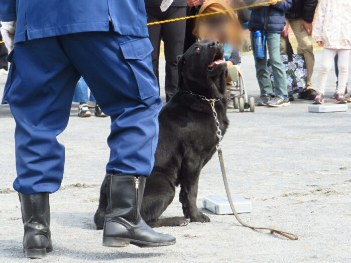 f:id:jerich:20190311084134j:plain