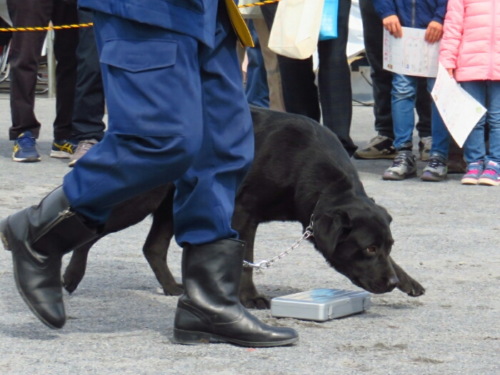 f:id:jerich:20190311085344j:plain