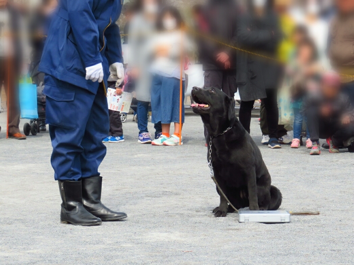 f:id:jerich:20190311085347j:plain