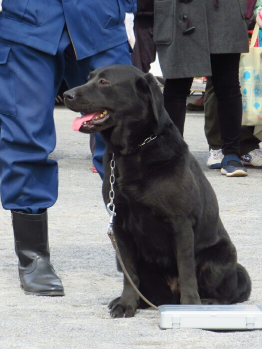 f:id:jerich:20190311085350j:plain