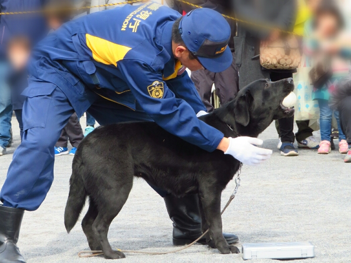 f:id:jerich:20190311085352j:plain