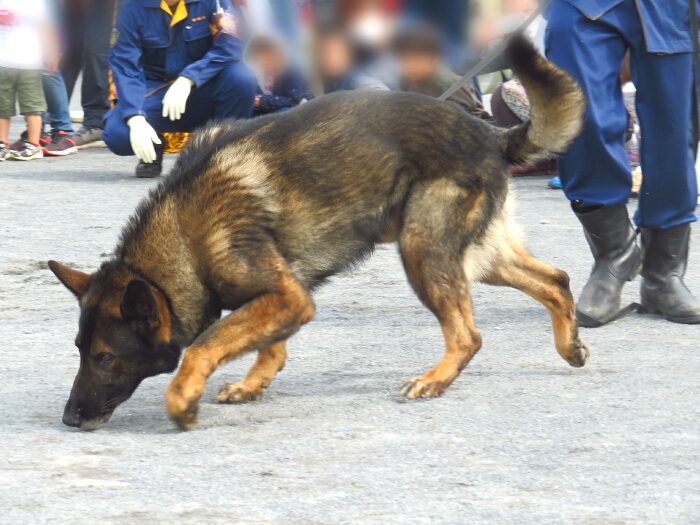 f:id:jerich:20190311091529j:plain