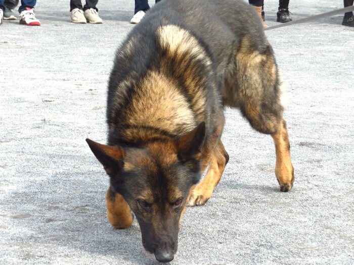 f:id:jerich:20190311091532j:plain