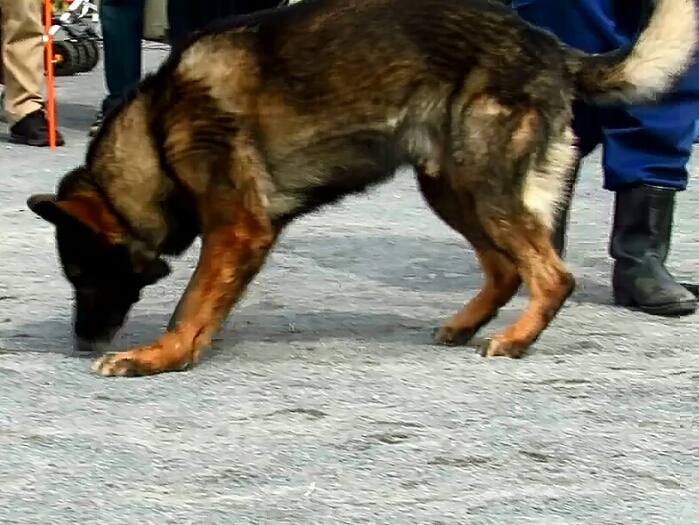 f:id:jerich:20190311183005j:plain