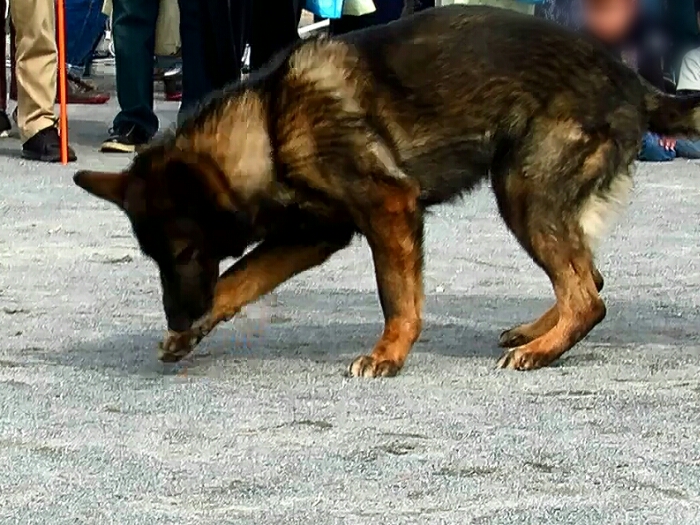 f:id:jerich:20190311183008j:plain