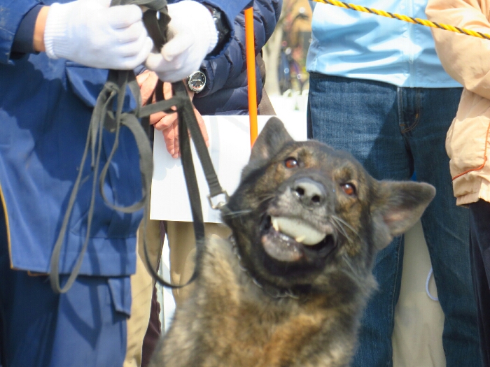 f:id:jerich:20190311183916j:plain