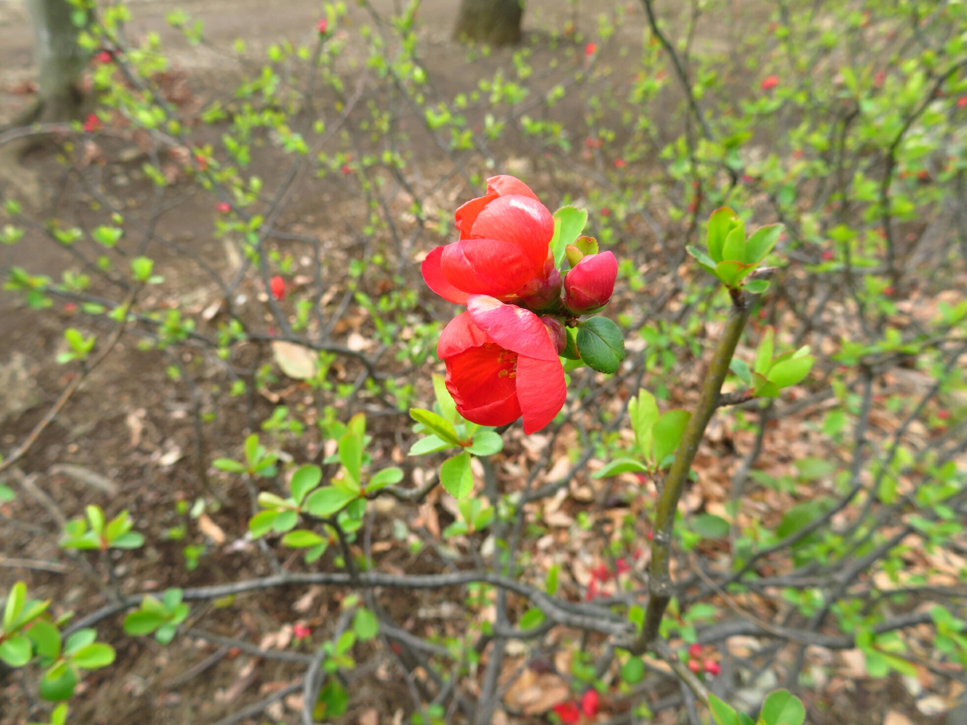 2019年3月撮影 東大和