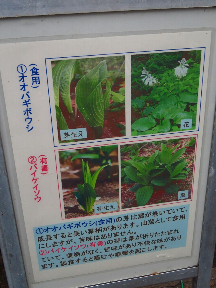 f:id:jerich:20190318020230j:plain f:id:jerich:20190318020230j:plain