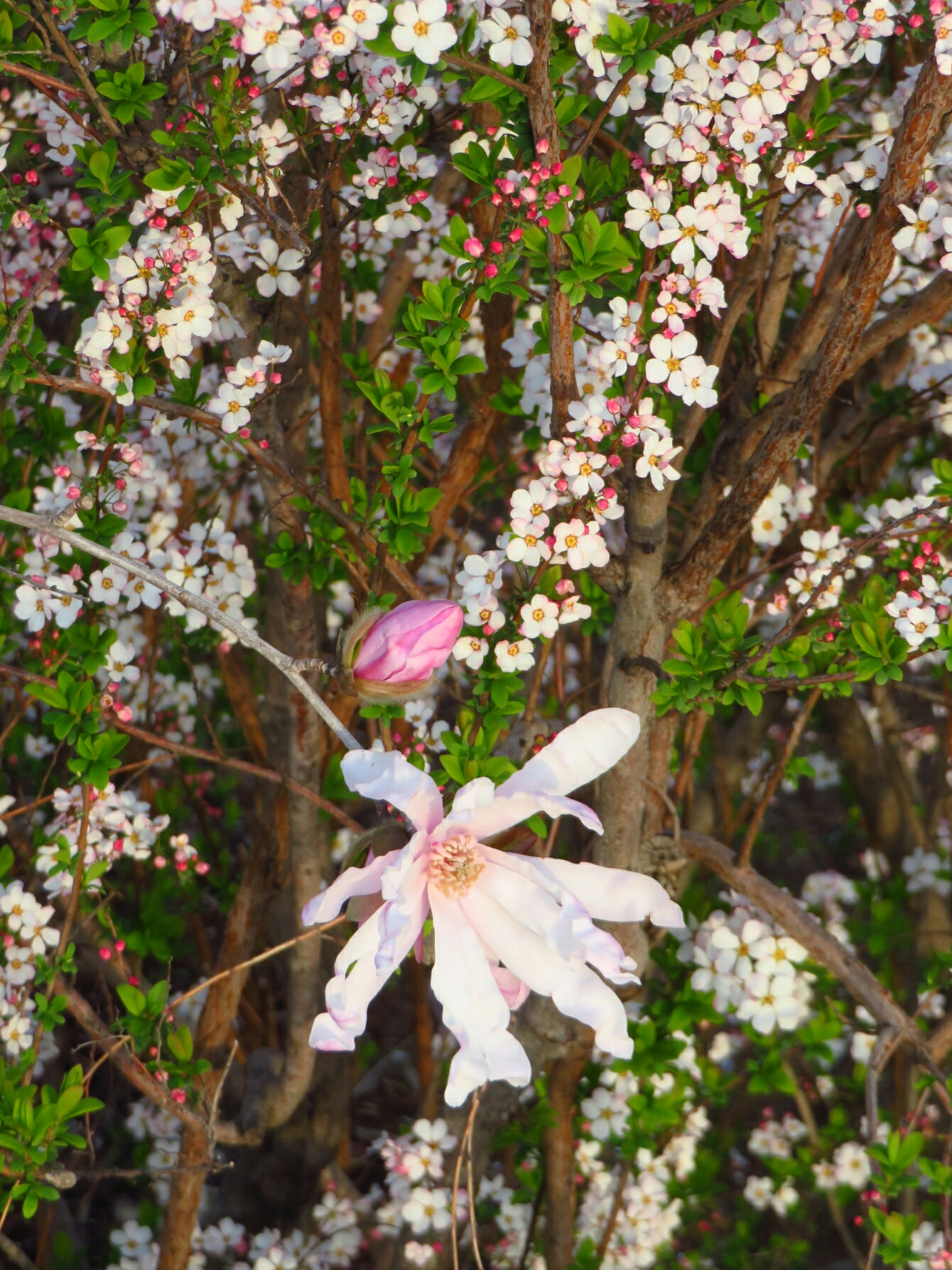 f:id:jerich:20190320061522j:image
