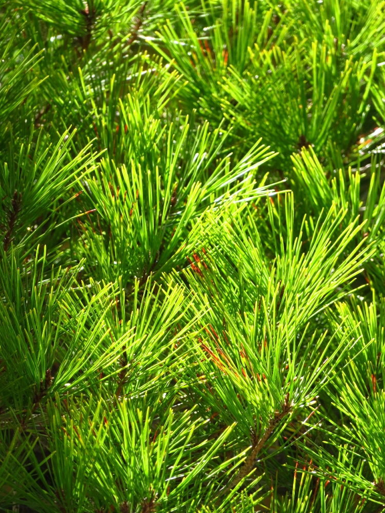 f:id:jerich:20190327191454j:plain