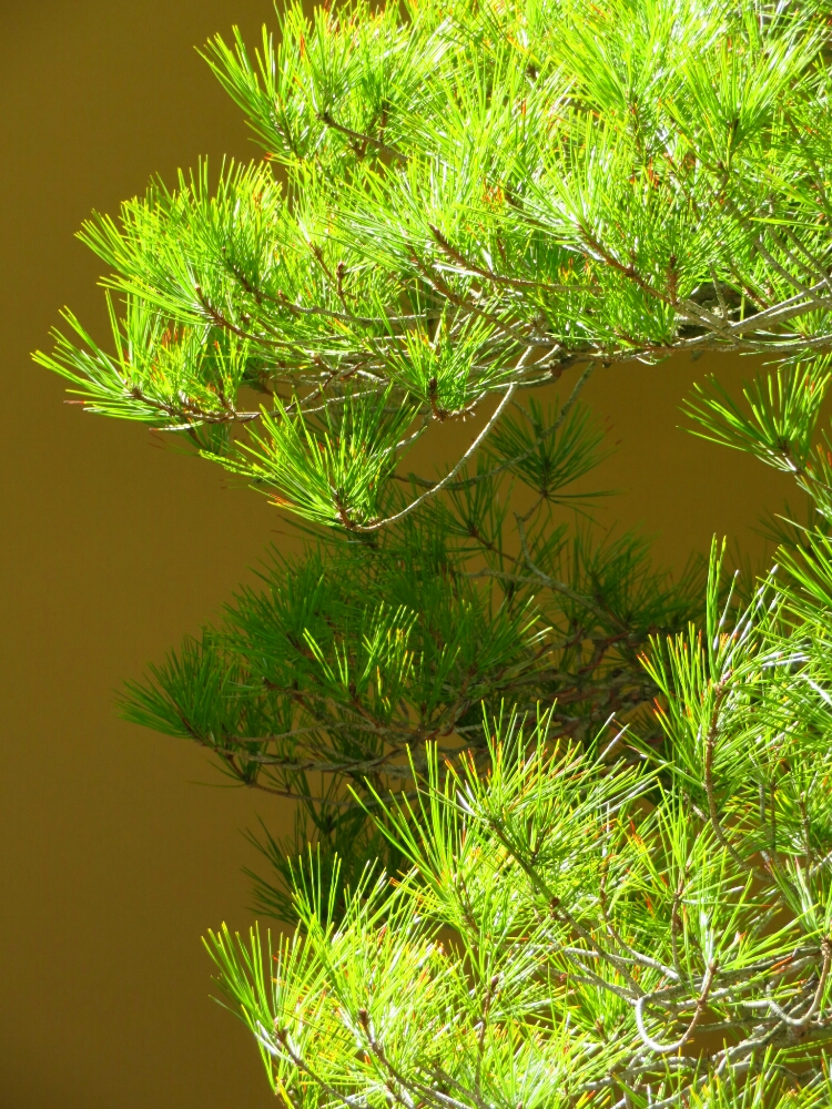 f:id:jerich:20190327191500j:plain