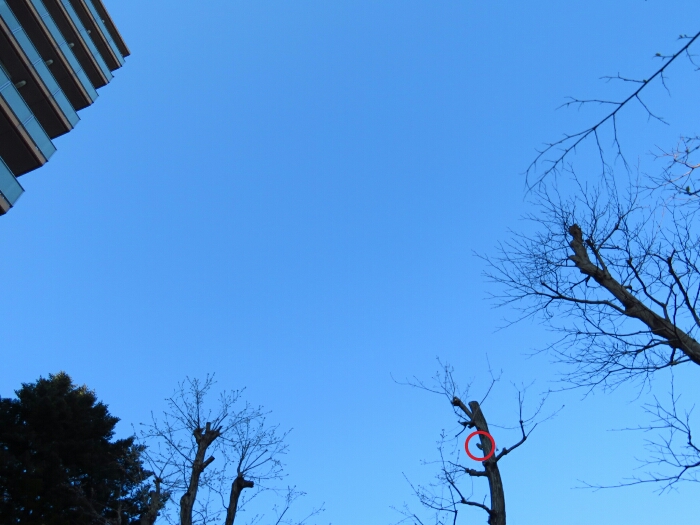 f:id:jerich:20190407234239j:plain