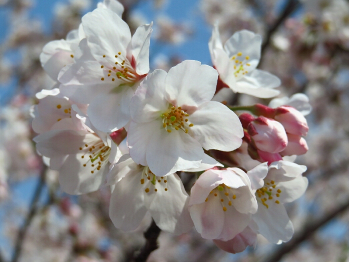f:id:jerich:20190408004308j:plain