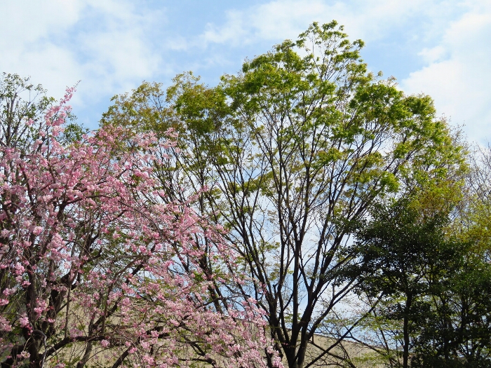 f:id:jerich:20190408011225j:plain