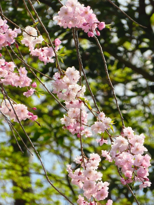 f:id:jerich:20190408011228j:plain