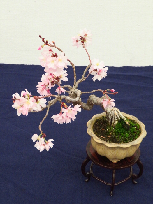 f:id:jerich:20190408014352j:plain