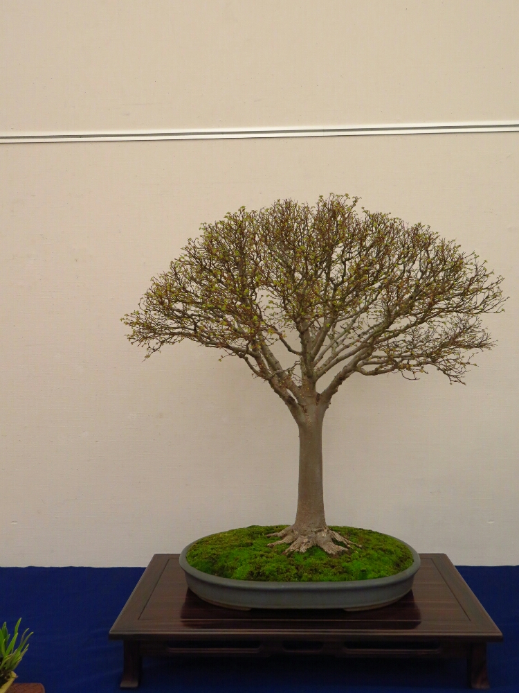 f:id:jerich:20190408021419j:plain