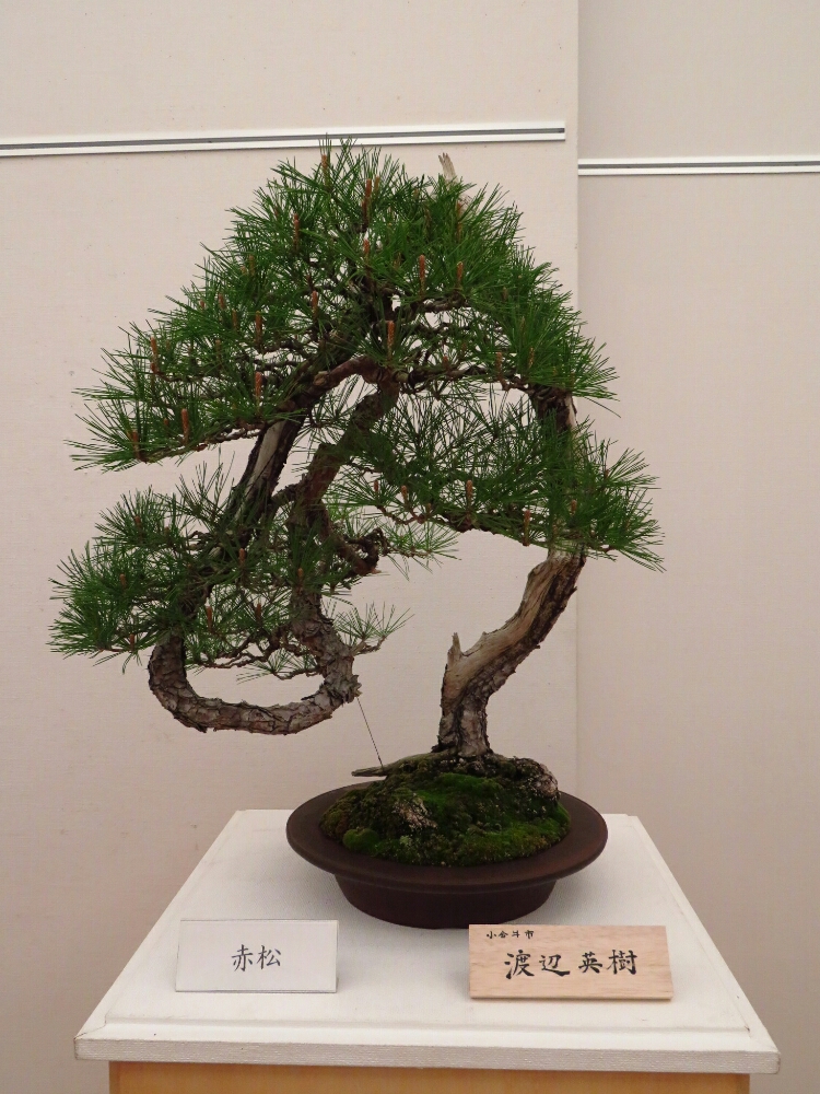 f:id:jerich:20190408021422j:plain