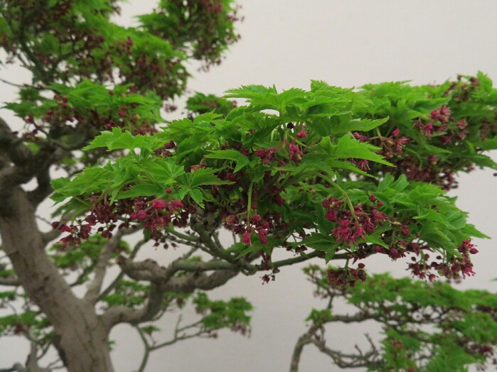 f:id:jerich:20190408030336j:plain