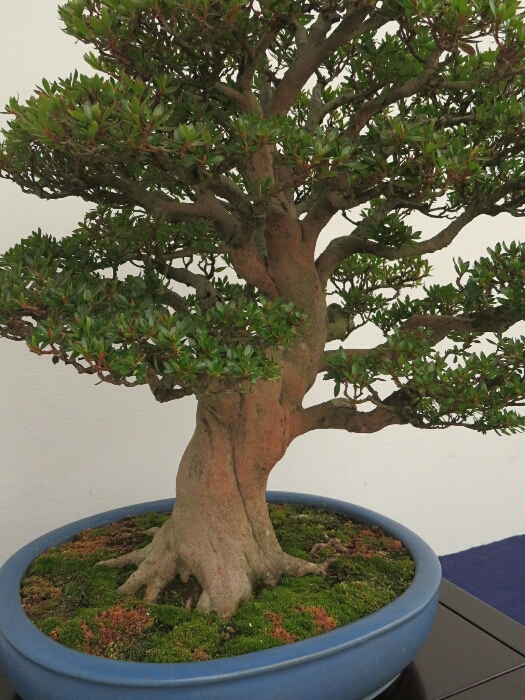 f:id:jerich:20190408032444j:plain