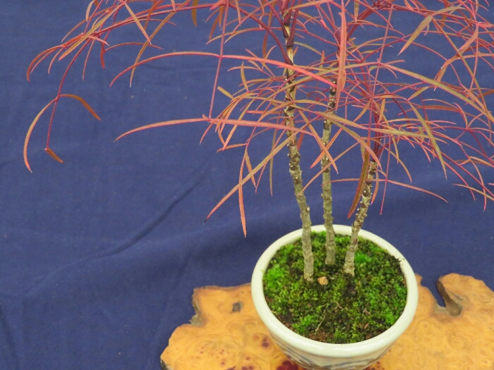 f:id:jerich:20190408032447j:plain