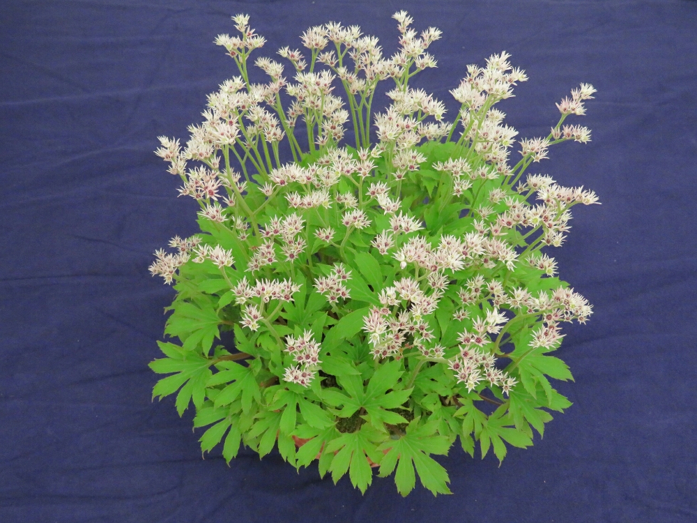 f:id:jerich:20190408033133j:plain