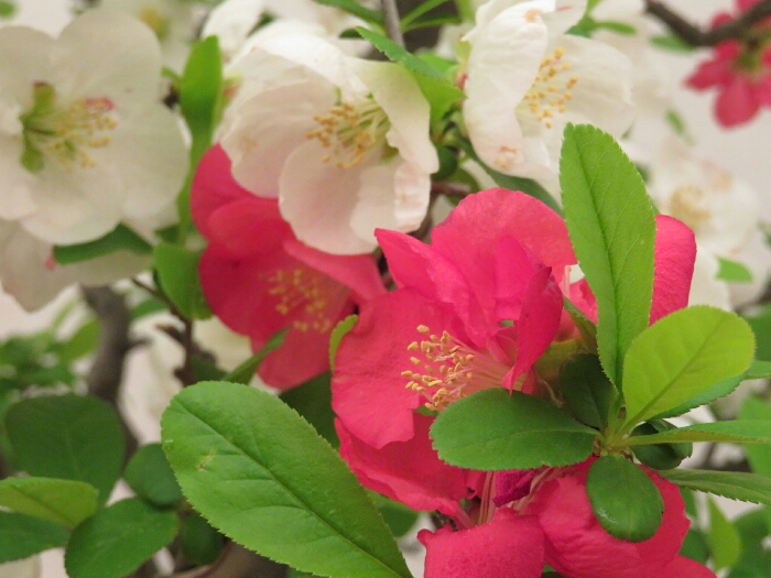 f:id:jerich:20190408033144j:plain
