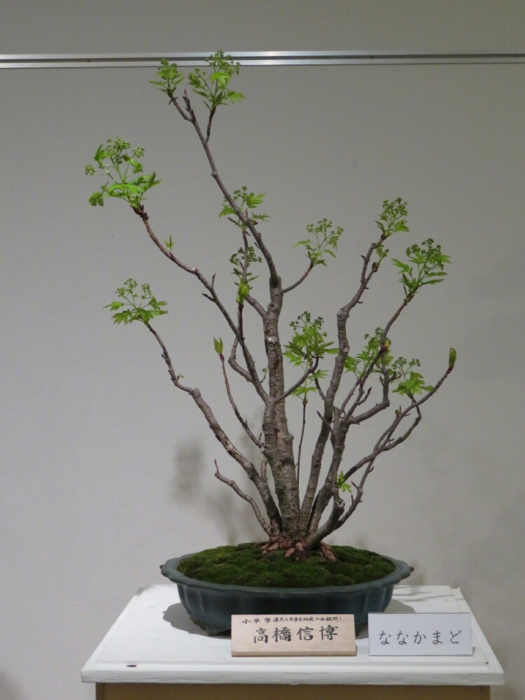 f:id:jerich:20190408034334j:plain