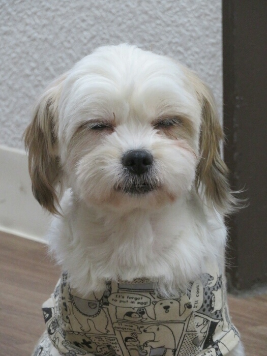 f:id:jerich:20190414225846j:plain