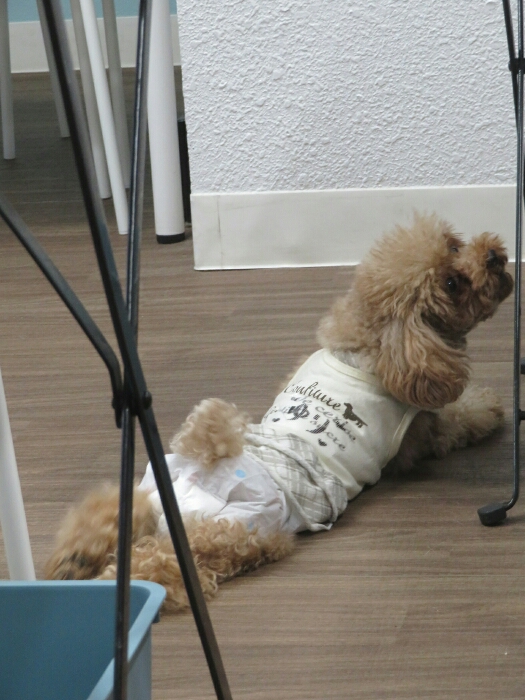 ３月オープン 保護犬カフェ立川店 永遠のなかの庭園