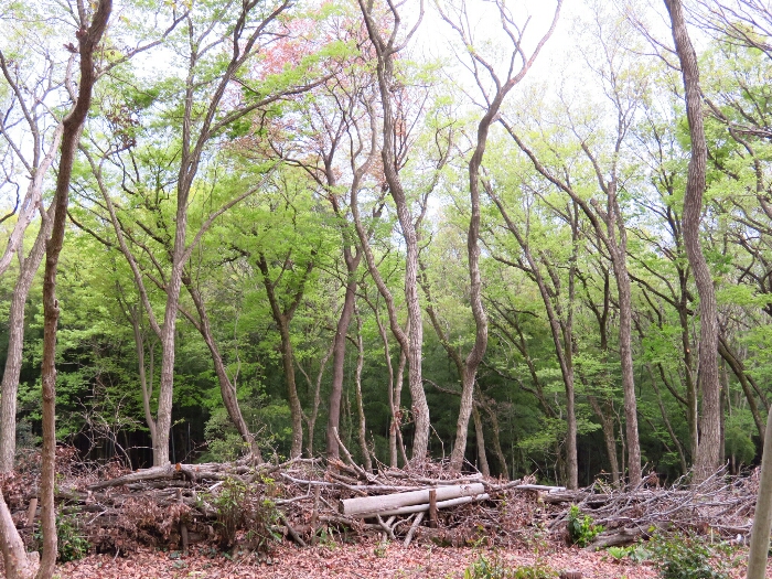 f:id:jerich:20190419073107j:plain