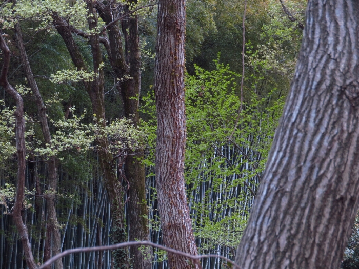 f:id:jerich:20190419074435j:plain