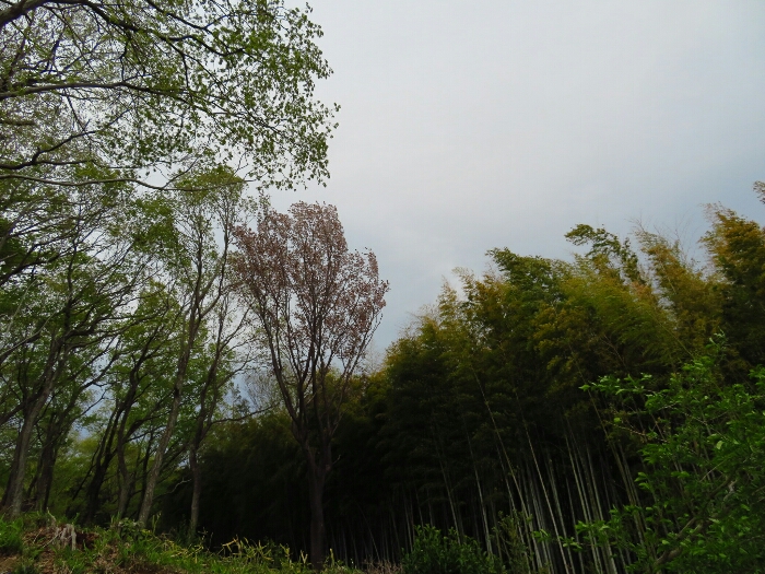 f:id:jerich:20190419075055j:plain