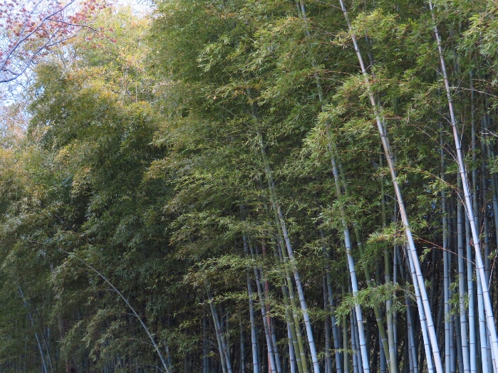 f:id:jerich:20190419075058j:plain