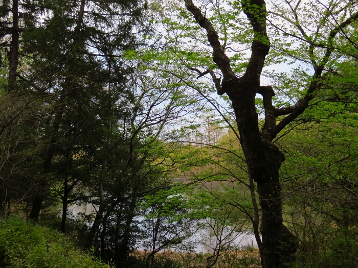 f:id:jerich:20190420140238j:plain