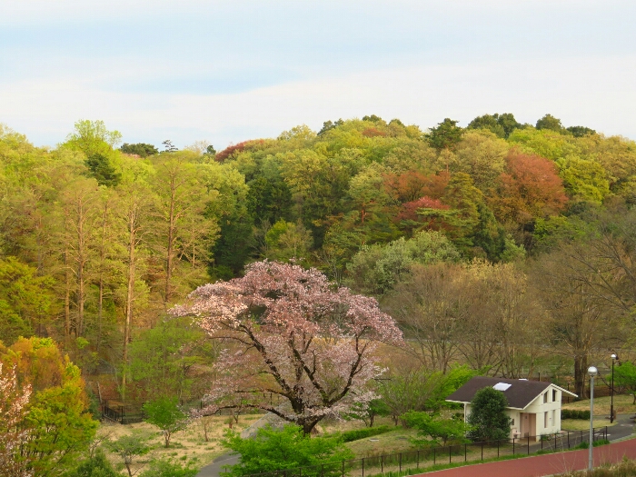 f:id:jerich:20190420144742j:plain