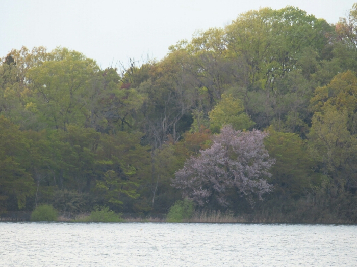 f:id:jerich:20190420145230j:plain