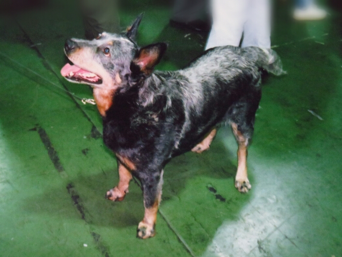 f:id:jerich:20190421084758j:plain f:id:jerich:20190421084758j:plain