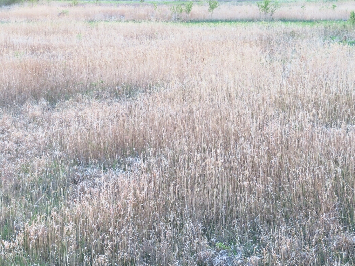 f:id:jerich:20190429230601j:plain
