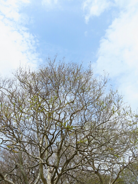 f:id:jerich:20190430212553j:plain