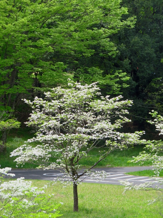 f:id:jerich:20190430212555j:plain