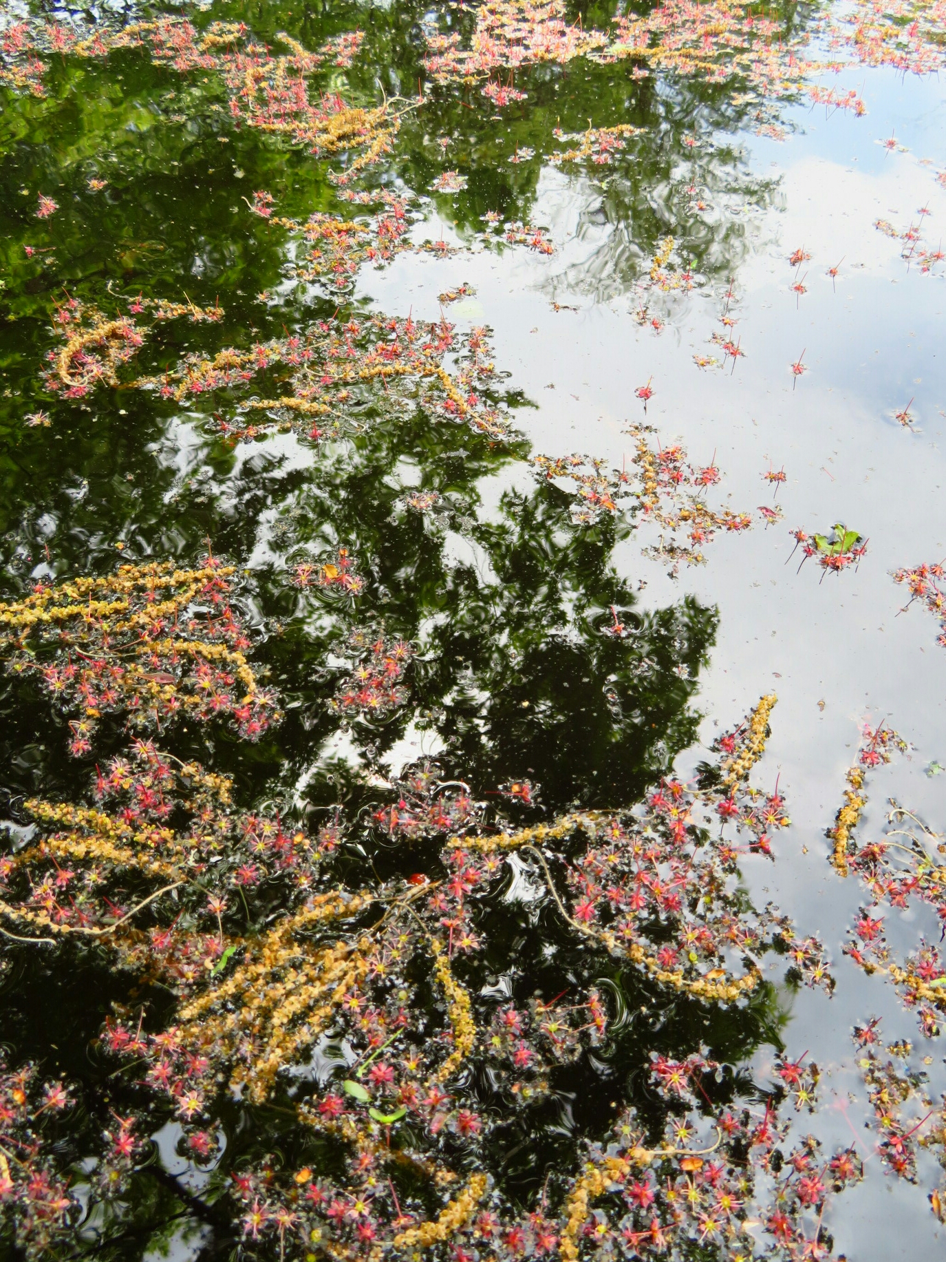 f:id:jerich:20190430213411j:image