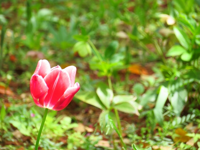 f:id:jerich:20190430220057j:plain