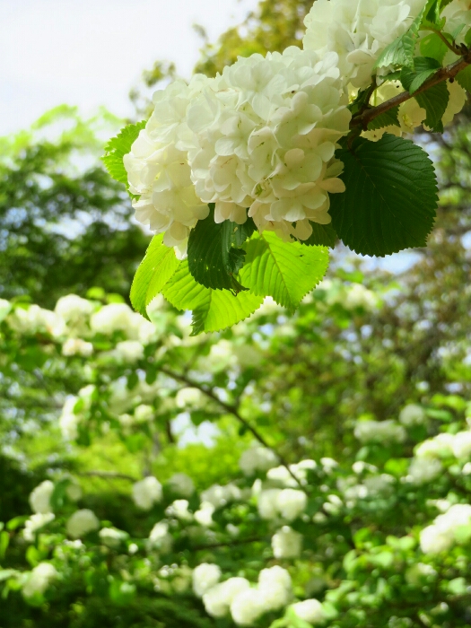 f:id:jerich:20190430230909j:plain