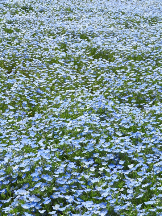 f:id:jerich:20190501032025j:plain