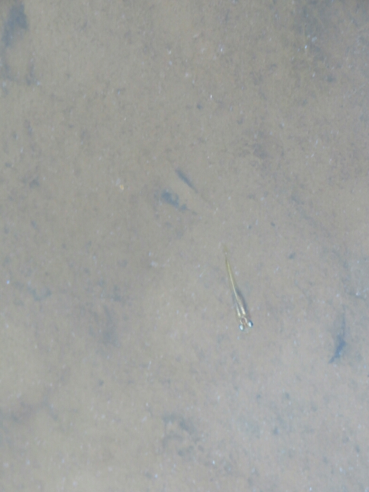 f:id:jerich:20190501171635j:plain
