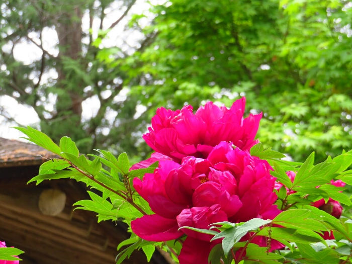 f:id:jerich:20190501172613j:plain